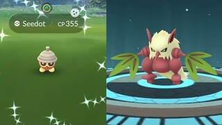 Seedot Community Day - Shiny Shiftry with bullet seed!