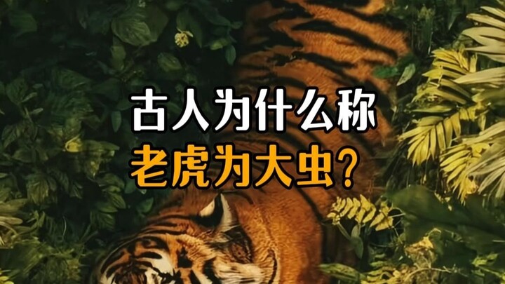 Why did ancient people call tigers “big insects”?