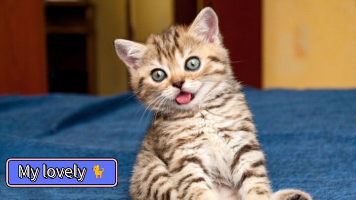My Lovely Cat 😺🐈