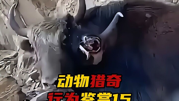 动物猎奇行为鉴赏第十五集