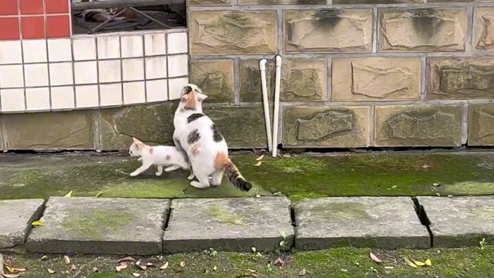 Mèo con: Mẹ đâu rồi? Mẹ tớ biến mất rồi!