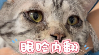 كيف أصبح هذا القط الضال سمينًا وضخم الرأس وهو مشرد؟ لقد أجرينا له عملية جراحية لانقلاب جفون عينيه، و