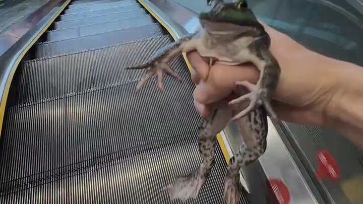 Beli seekor katak sapi lalu langsung ke kasir.