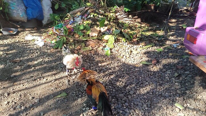 Leiepr Grey x White Kelso VS Navajero Gilmore Spar