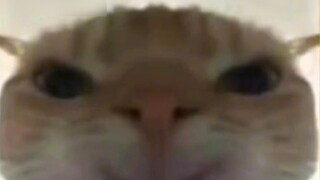 The kitten will be red in 7 minutes and 56 seconds