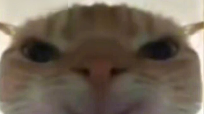 The kitten will be red in 7 minutes and 56 seconds