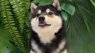 Let's go to the rainforest for a hydrotherapy treatment together