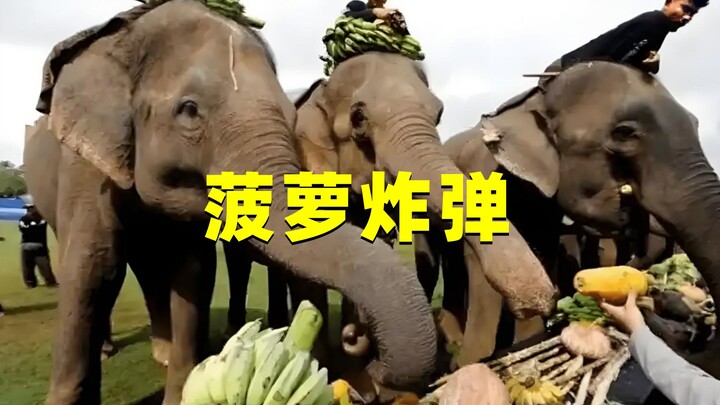 野象为何不愿吃菠萝？难道是因为，4年前印度人投喂的菠萝炸弹？