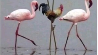 MEME｜Hell Jokes｜Tieba Meme Pictures (25)