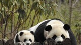 Panda Raksasa|Qin Ling