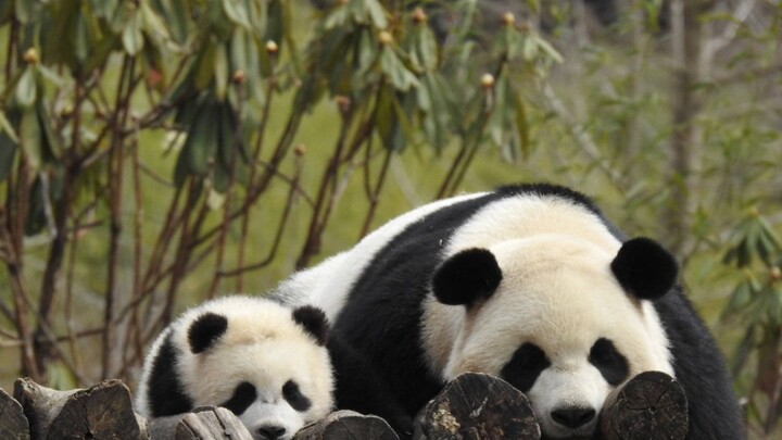 Giant Panda|Qinling