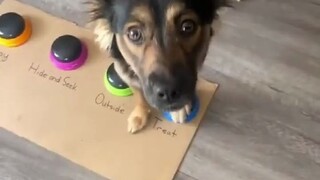 The owner added a new "snack" button to the dog, but the dog only presses it every time.
