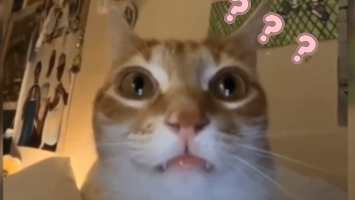 A Grand Showcase of Animal Strange Behaviors 224