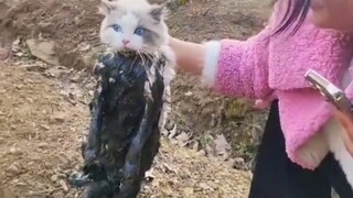 Apa yang dilakukan kucing-kucing kelompok pertama yang kembali ke desa!