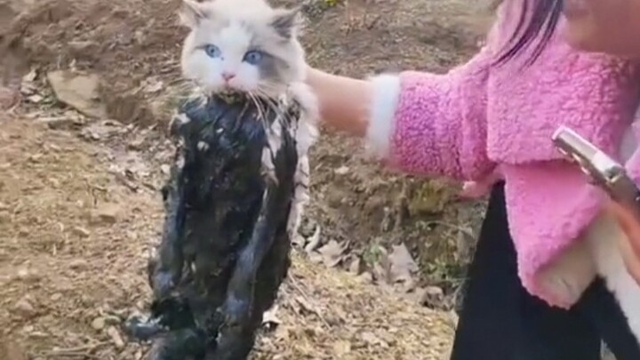 What are the first batch of cats doing after returning to the village?