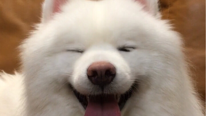 Khoảnh khắc siêu dễ thương! Bạn thích khoảnh khắc nào nhất?