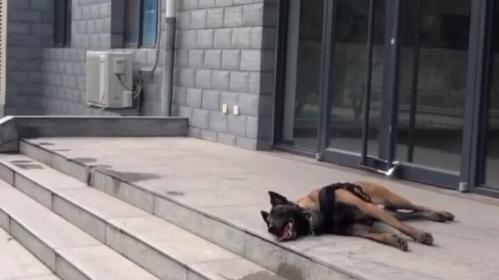 It’s not easy to eat public dog food!