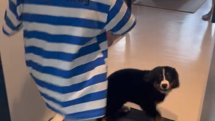 如果你的爸爸妈妈偷偷送你一只伯恩山狗狗……你会是什么反应？（感谢家长分享）