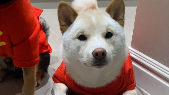 What if there’s no red envelope? Just get a dog!