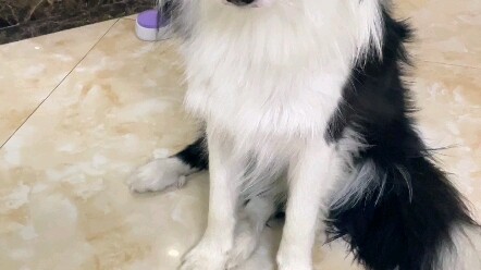 Let me show you how sly a Border Collie can be...