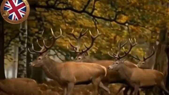 The Majestic Red Deer of England 🦌 #shortsvideo