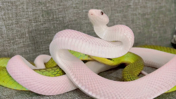 姐姐一直保护妹妹，真的太有爱了吧～呜呜呜！