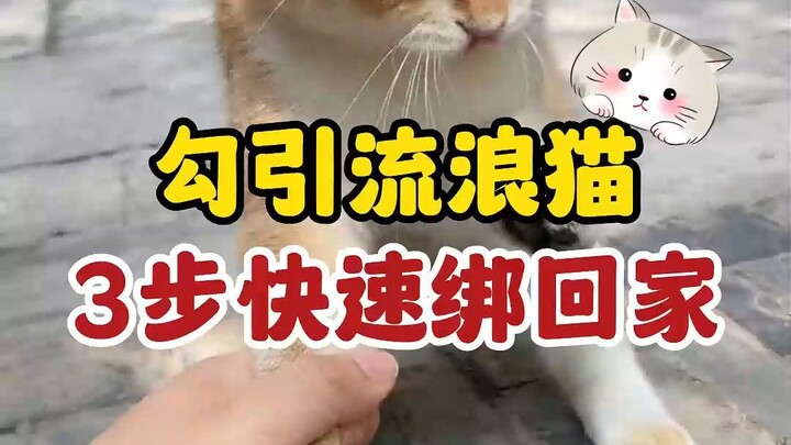 3 bước dụ dỗ mèo hoang đúng cách, dễ dàng mang về nhà!