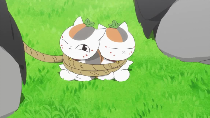 Kucing kecil gemuk yang bebas rasa khawatir