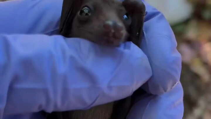 内容偏可爱，但有的人可能不喜欢，请选择性观看