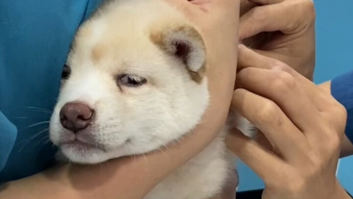 The vet said they’ve never seen such a chill Shiba Inu.