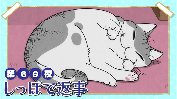 【中日字幕】与猫共度的夜晚/每晚和丘丘在一起 第三季 第69夜「用尾巴来回应」