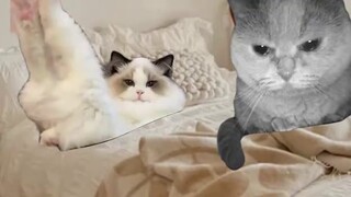 กระบวนการทั้งหมดของการทะเลาะกันของแมวของคู่รัก