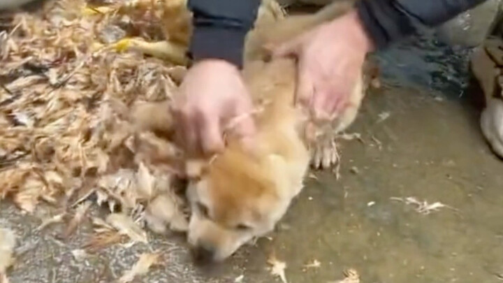 Dog Life Lesson 1: Don’t just jump into the crowd!