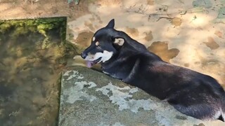 Dog ergonomics!