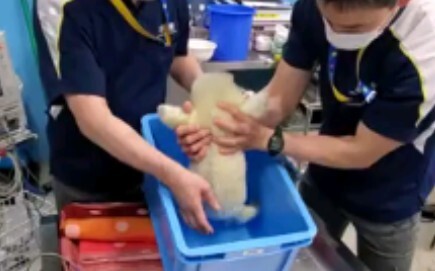 Washing the little leopard's butt.