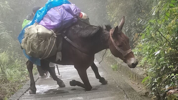 Jalan Pembebasan Bagi Keledai di Gunung Emei