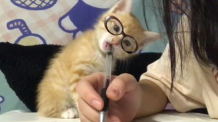 “The world can’t do without Cat Hero; it helps you let go of all your negative emotions.”
