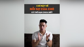 5 bí mật về nỗi sợ của chó có thể bạn chưa biết tuitienpet petonesaigon petnhatrang dcgr