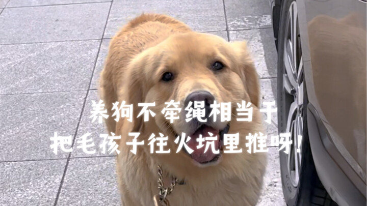 养狗不牵绳相当于把毛孩子往火坑里推呀！