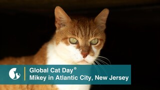 Meet Mikey, the Atlantic City Boardwalk Cat - Global Cat Day 2023