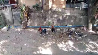 talo ang manok namin