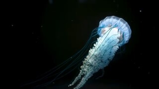 Underwater Animals Documentary