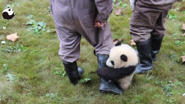 It Feels So Good When a Panda Hugs Your Leg