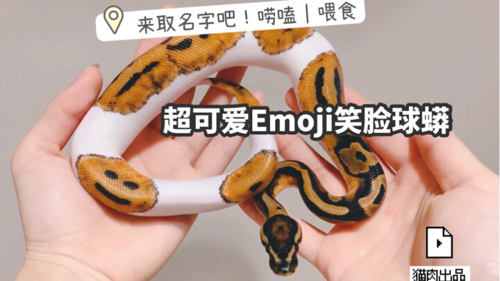 Smiley Ball Python with Super-Cute Emojis of Its Own | Feeding a Pet Snake