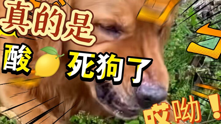 ครั้งแรกที่เจอหมาชอบกินลูกพลับ น่าขำสุดๆ ไปเลย 🐶 ทำไมถึงติดใจได้ขนาดนี้นะ