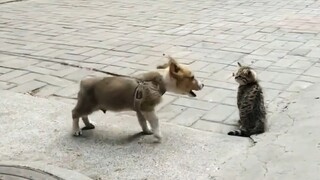Versi Tom dan Jerry di dunia nyata sama persis