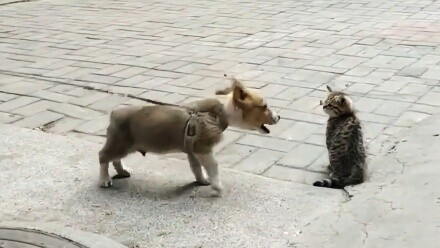 เวอร์ชั่นจริงของทอมกับเจอร์รี่ก็เหมือนกันเป๊ะเลย