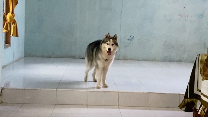 Husky Playing Ball