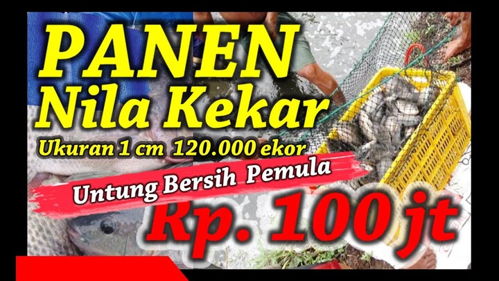 Panen Ikan Nila Kekar Kolam Pemula, Mulai Tebar Ukuran Hanya 1 cm,  Dapat Untung Bersih 100jt ??