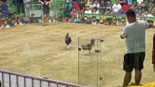 SAYANG ANG MANOK, NAG KANAN SILA, super quality😱.   3rd fight win 3x winner na 💥💥